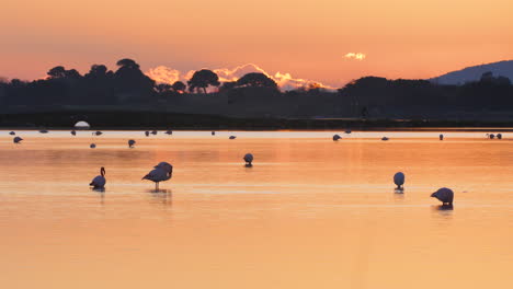 Rosa-Flamingos-Fressen-Und-Schlafen-Während-Des-Sonnenuntergangs-Am-Stauteich